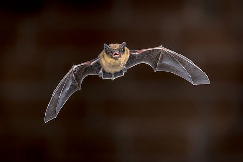 Flying pipistrelle bat in front of brick wall - bat removal near me