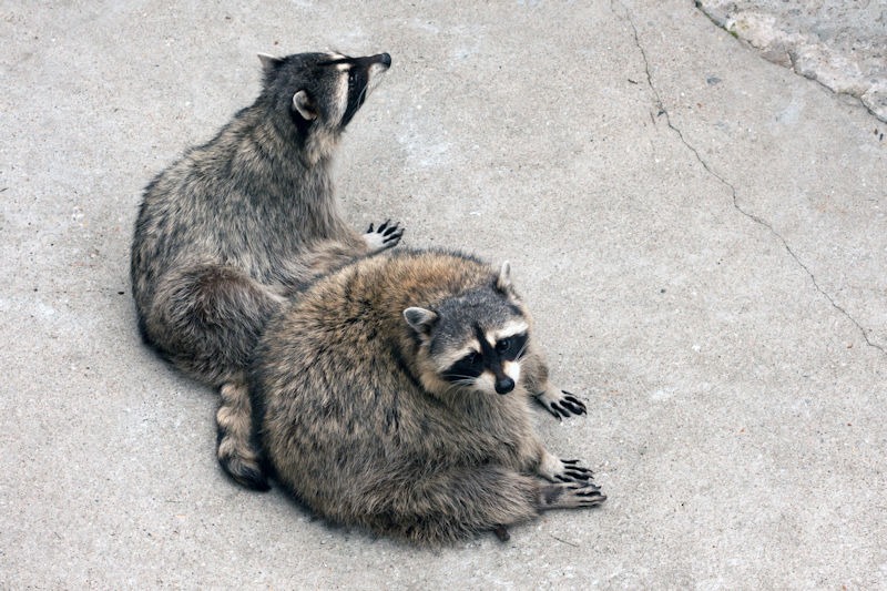 800pair-of-raccoons-in-captivity