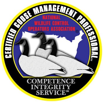 Goose Management Logo350 Goose-Management-Logo350