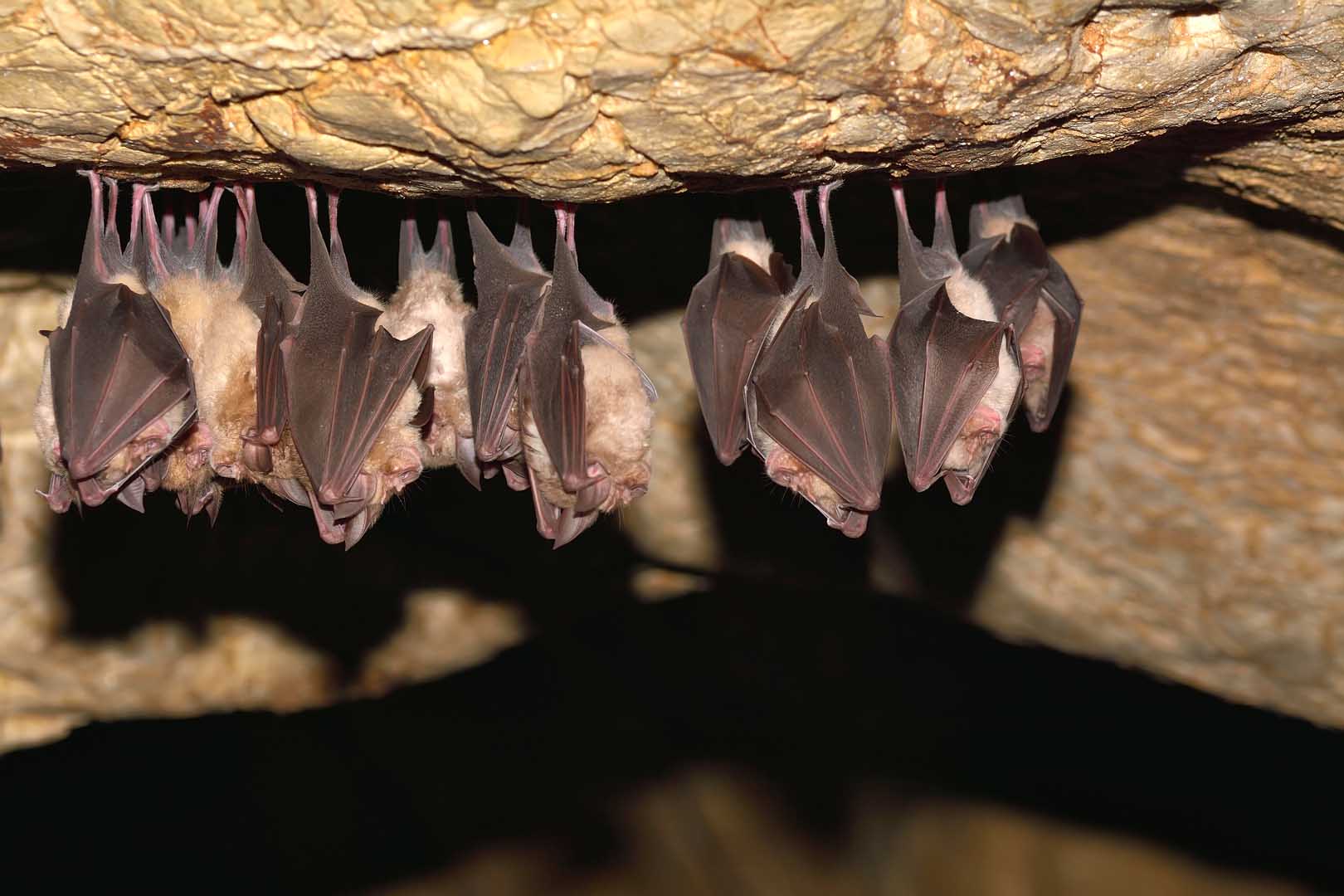 shutterstock_1297614976