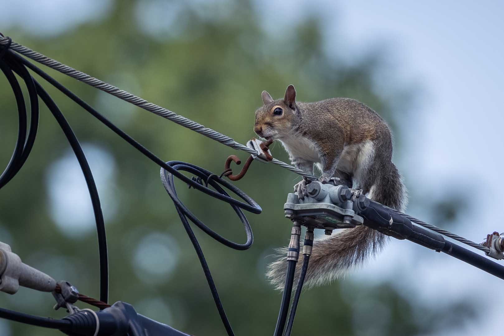 shutterstock_2030367542