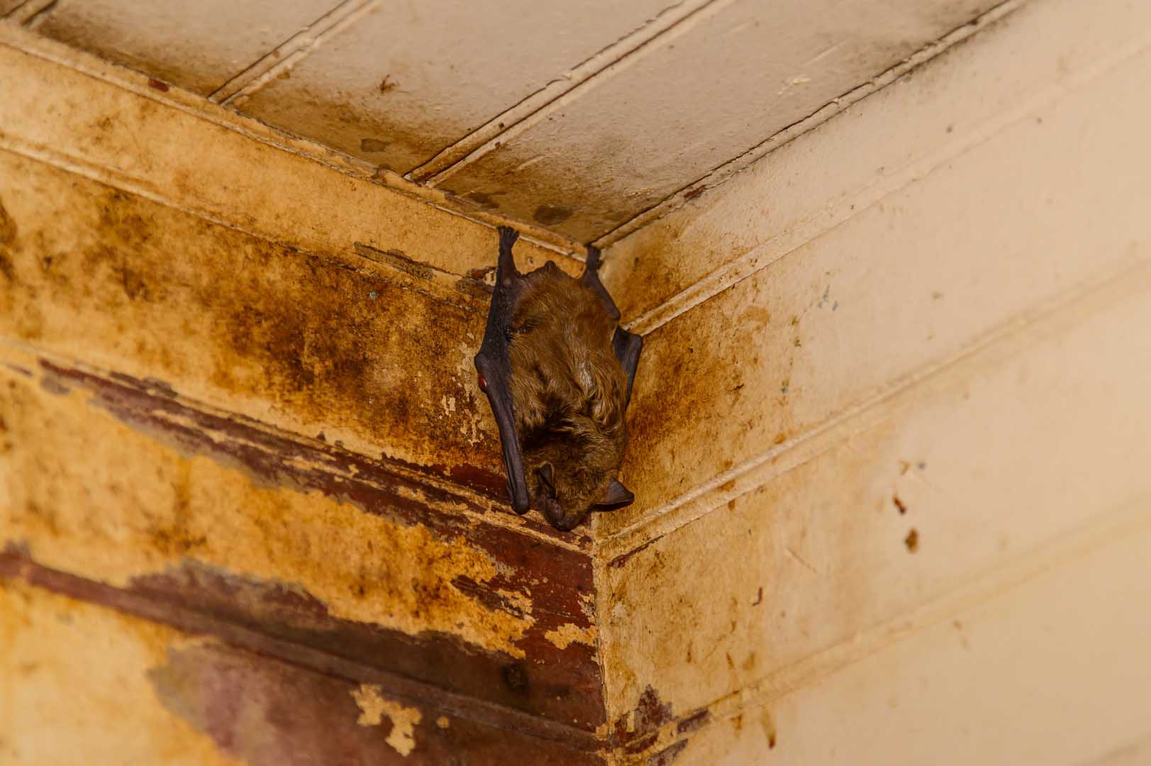 shutterstock_2106998453