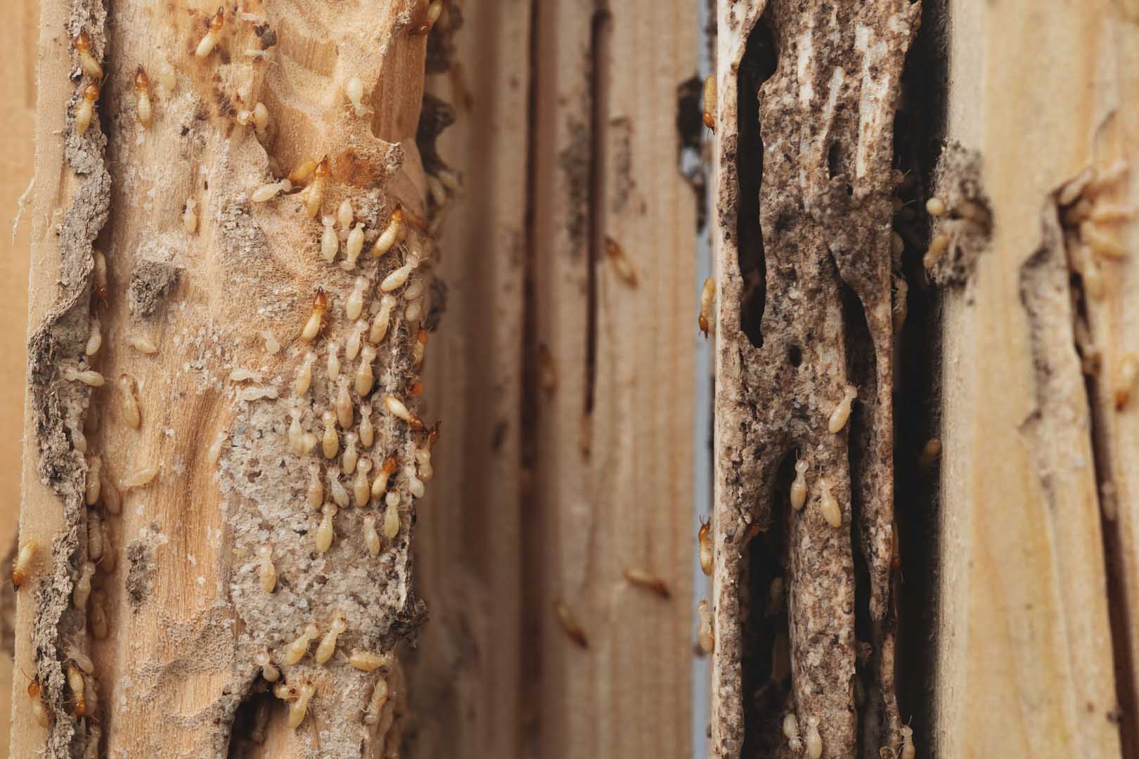 shutterstock_2358170569