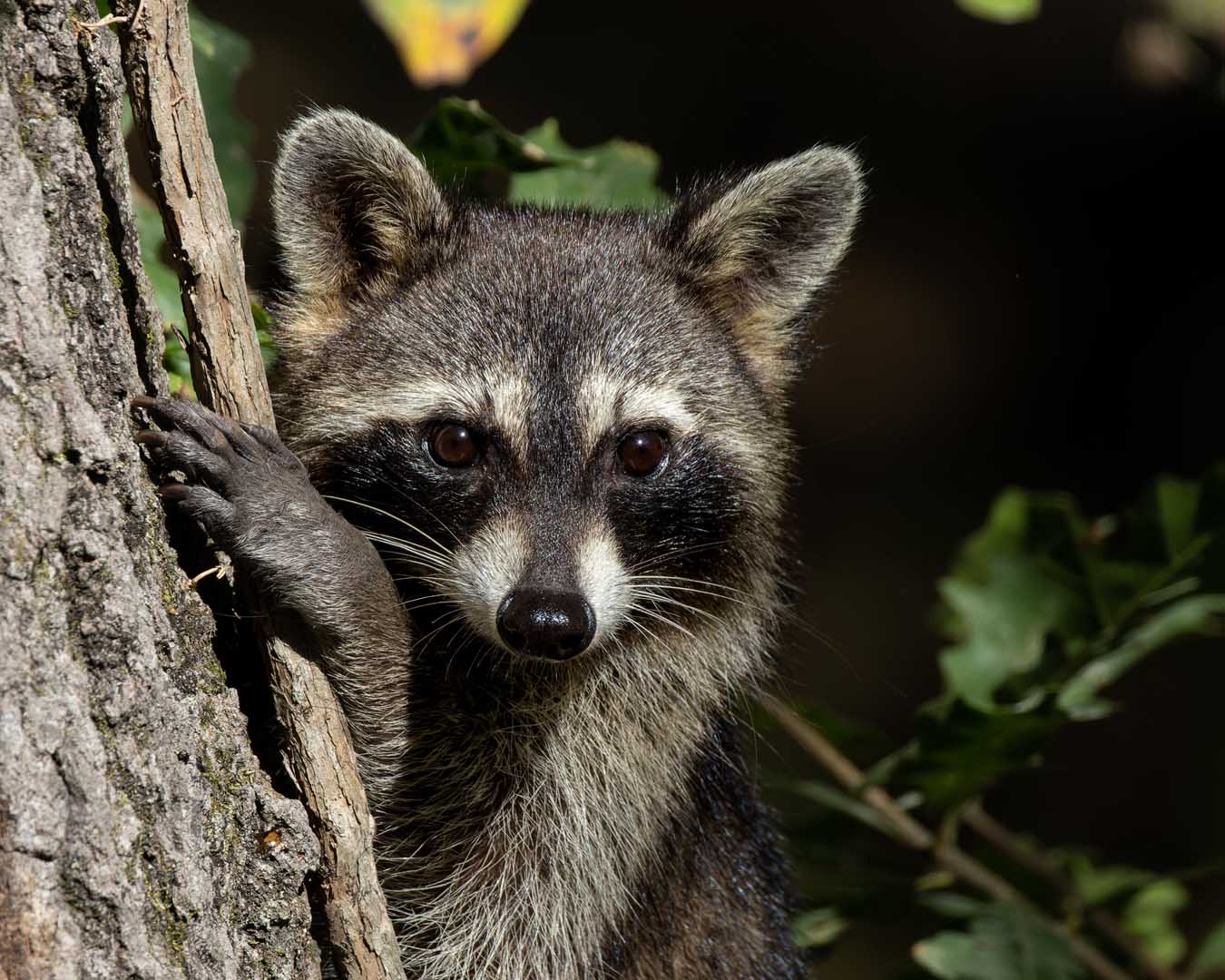 shutterstock_2553833397