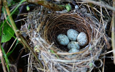 Spring Bird Prevention: How to Keep Birds from Nesting in Your Home