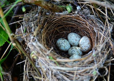 Spring Bird Prevention: How to Keep Birds from Nesting in Your Home