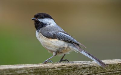 Springtime Wildlife Prevention: Why Early Action Protects Your Home