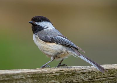 Springtime Wildlife Prevention: Why Early Action Protects Your Home