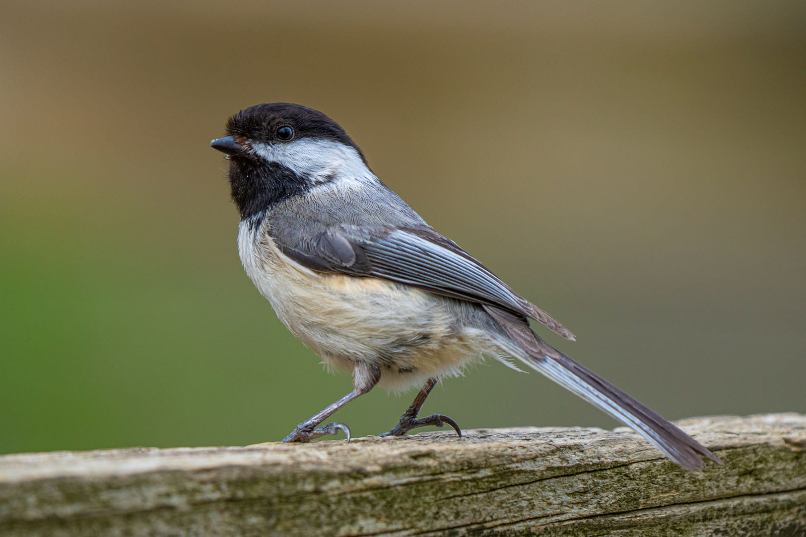 Spring time Wildlife Prevention