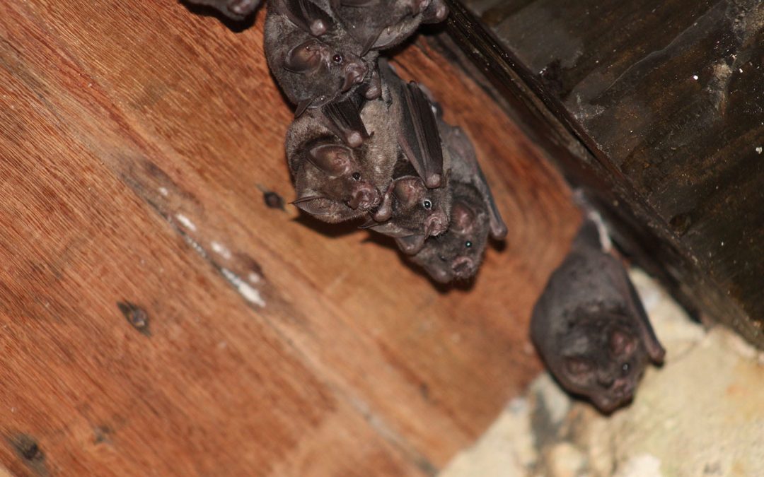 Common Bat Entry Points and How to Seal Them
