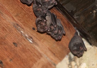 Common Bat Entry Points and How to Seal Them