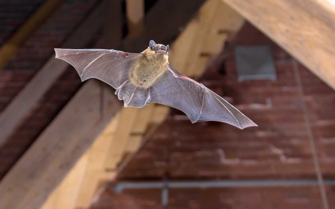 How to Tell if Wildlife Is Living in Your Attic