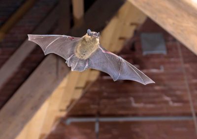 How to Tell if Wildlife Is Living in Your Attic