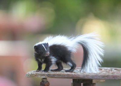 How Seasonal Changes Affect Wildlife Activity in Connecticut