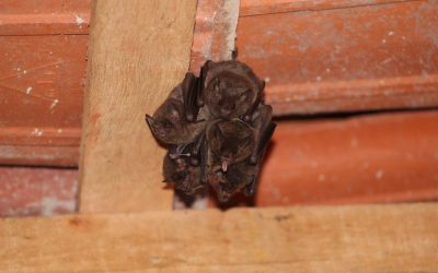 Bats in the Attic? What Connecticut Homeowners Need to Know This Season