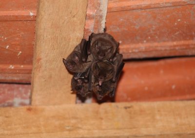 Bats in the Attic? What Connecticut Homeowners Need to Know This Season