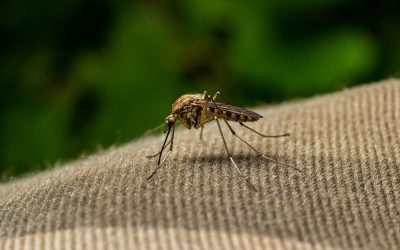 Mosquito Control Without Sprays: What Actually Works for Connecticut Homes?