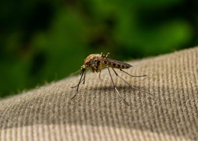 Mosquito Control Without Sprays: What Actually Works for Connecticut Homes?