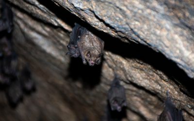 When Can You Remove Bats in Connecticut? What Homeowners Need to Know