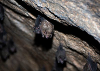 When Can You Remove Bats in Connecticut? What Homeowners Need to Know