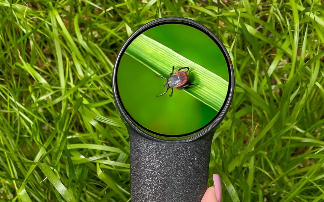 Flea & Tick Season Is Here: What Connecticut Homeowners Should Know