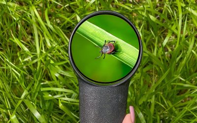 Flea & Tick Season Is Here: What Connecticut Homeowners Should Know