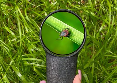 Flea & Tick Season Is Here: What Connecticut Homeowners Should Know