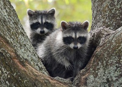 Raccoon Resilience: Unveiling the Fascinating Ways Raccoons Protect Themselves Against Predators