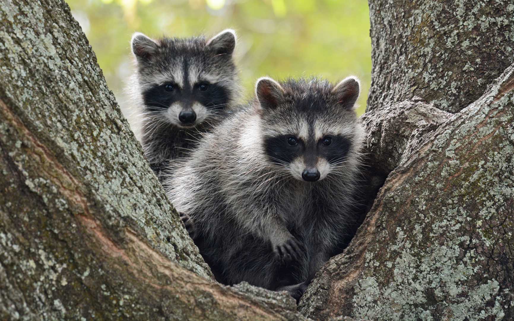 Raccoon,Cub,Pair