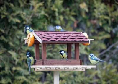 Harmony in Flight: Safely Enjoying Birds in Your Backyard