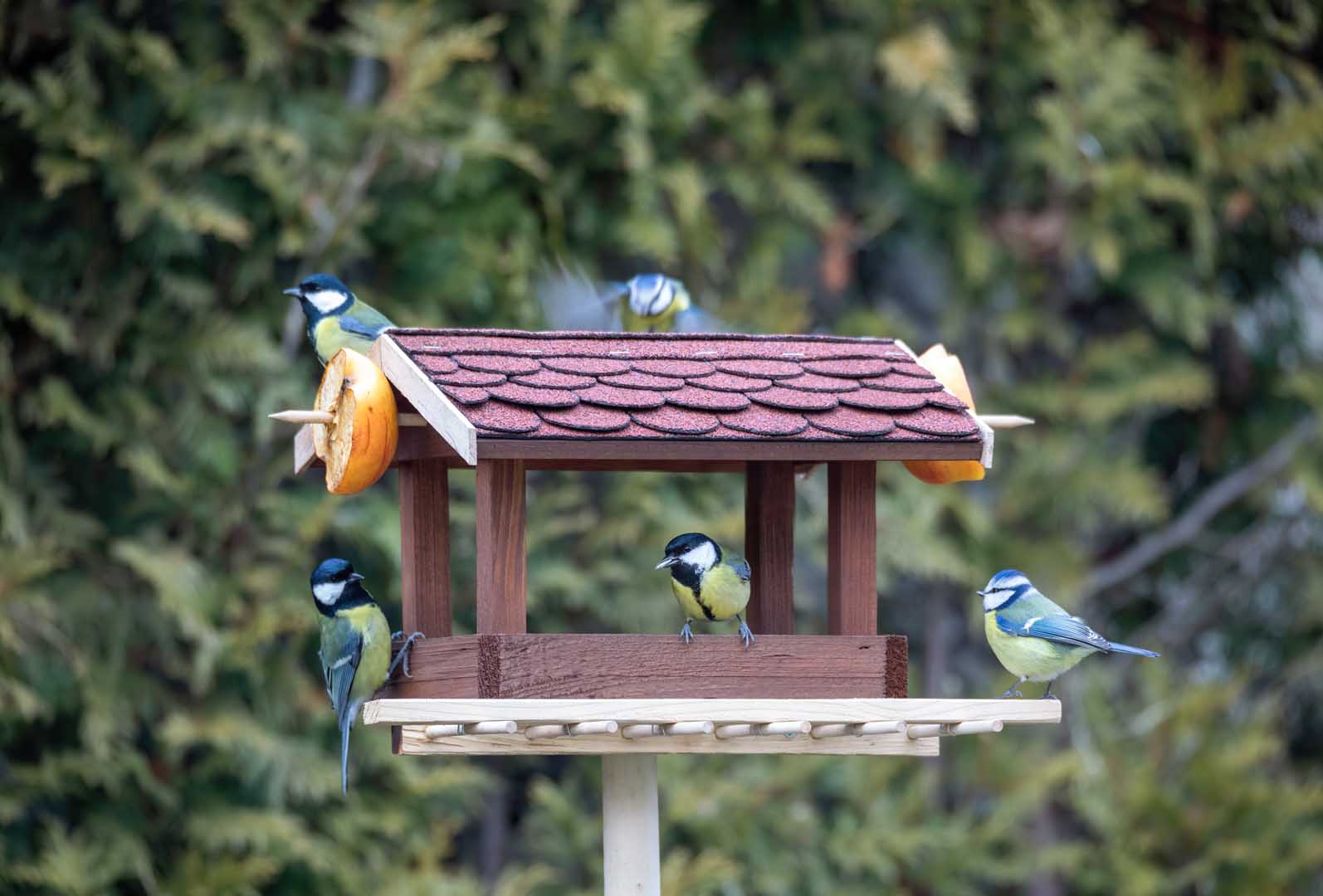 Beautiful,Small,Garden,Bird,Great,Tit,-,Parus,Major,And