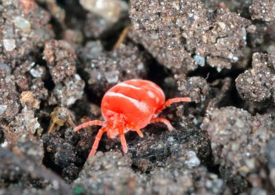 Unveiling the Mystery: Bird Mites in Your Home and How Wildlife Removal Can Help