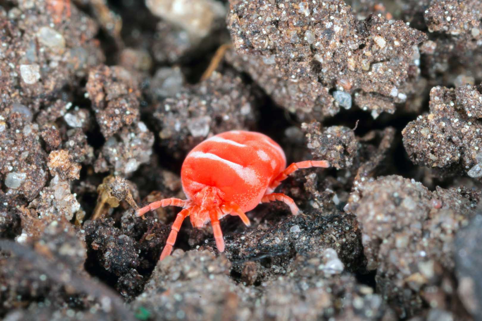 Red,Velvet,Mite,Walking,On,Soil.
