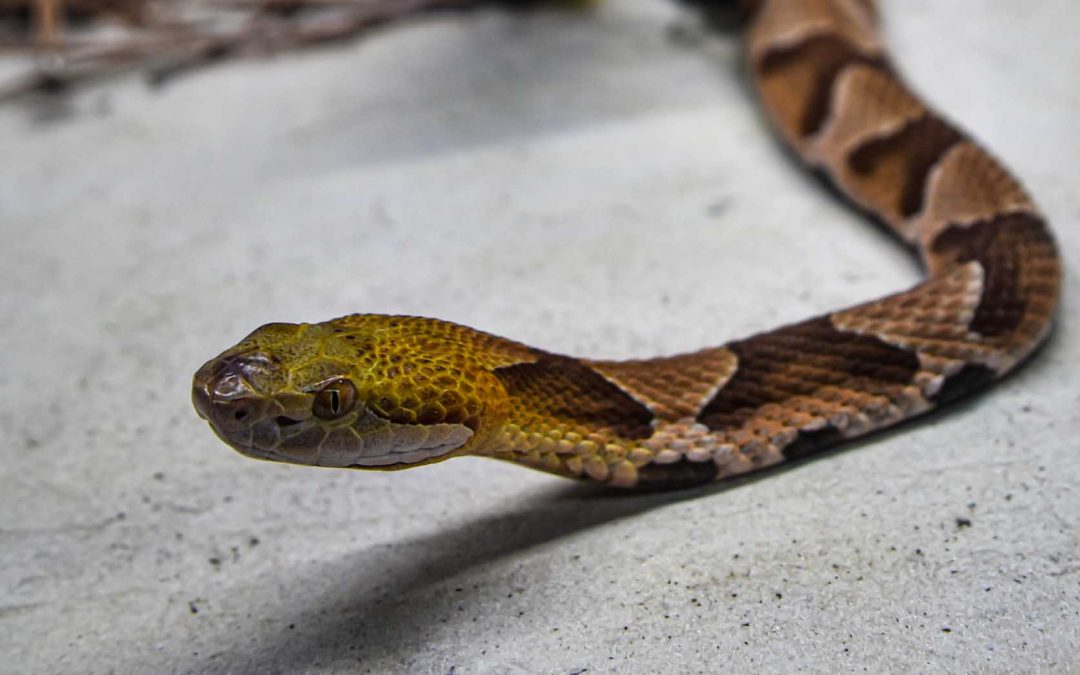 Natural and Humane Methods for Snake Prevention at Home