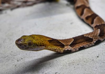 Natural and Humane Methods for Snake Prevention at Home