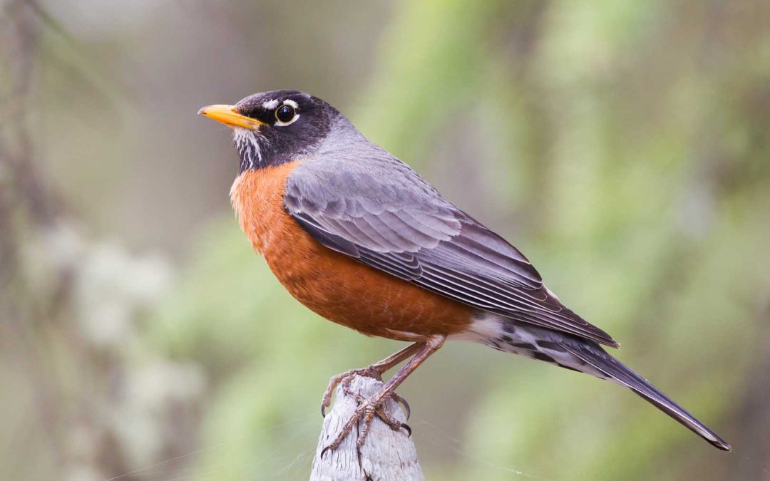 How to Safely and Humanely Remove Birds from Your Property