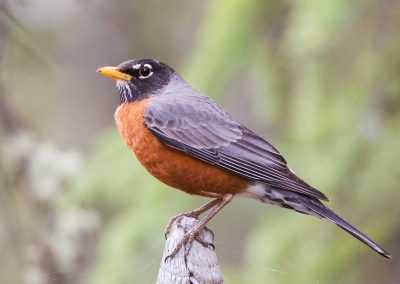 How to Safely and Humanely Remove Birds from Your Property