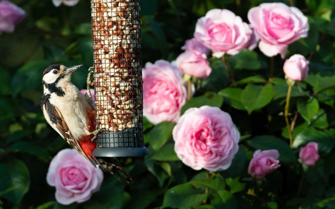 Avian Intruders: Unraveling the Hidden Dangers of Birds in Your Home