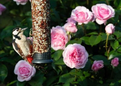 Avian Intruders: Unraveling the Hidden Dangers of Birds in Your Home