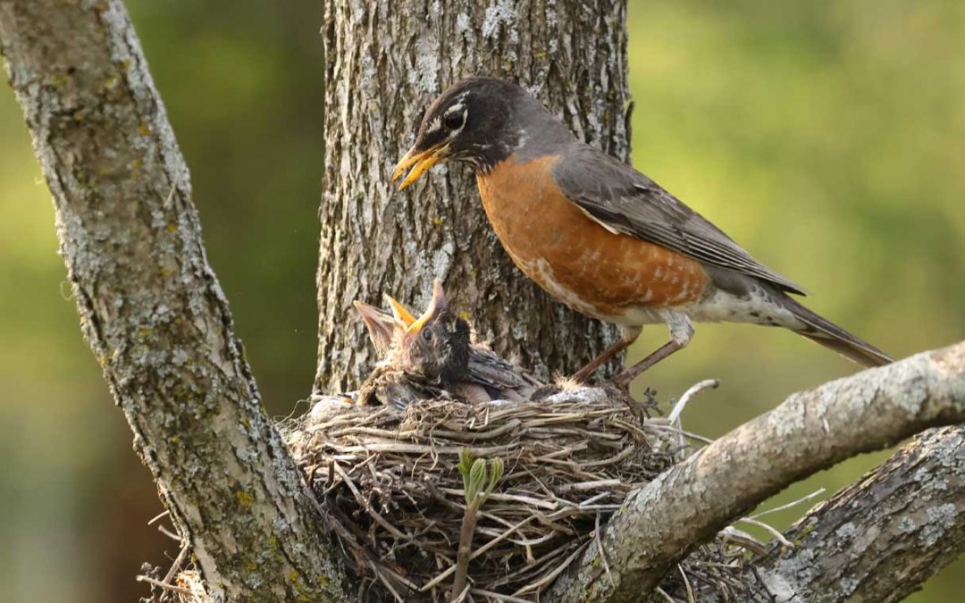 Safely and Humanely Removing Nuisance Birds from Your Property