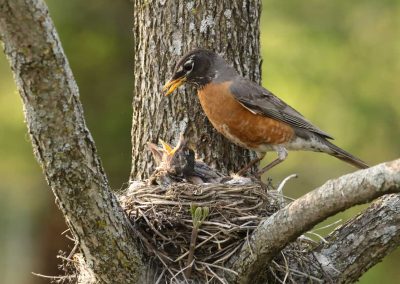 Safely and Humanely Removing Nuisance Birds from Your Property