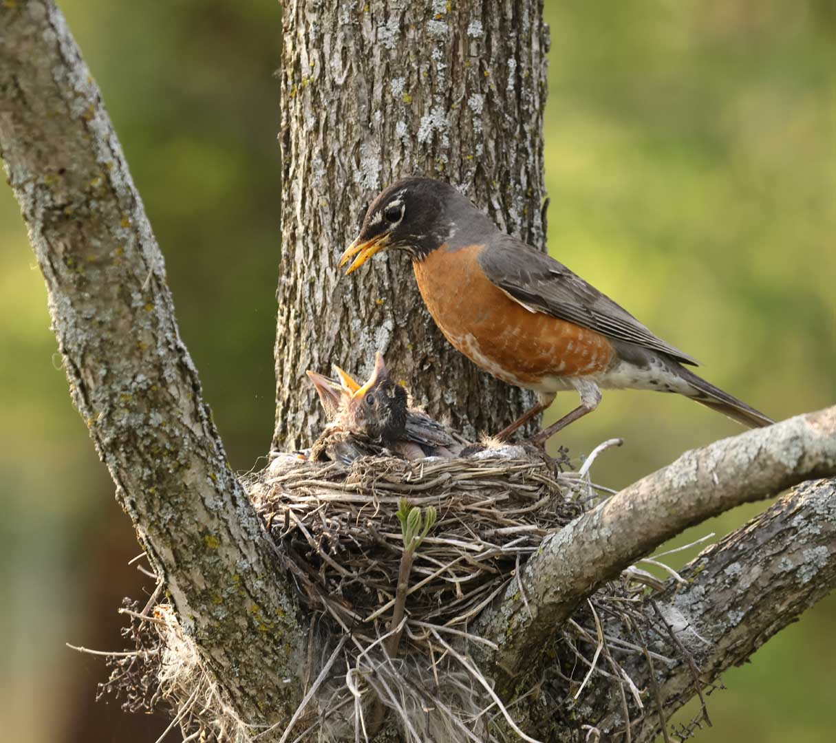 American,Robin,Nesting,With,Chicks