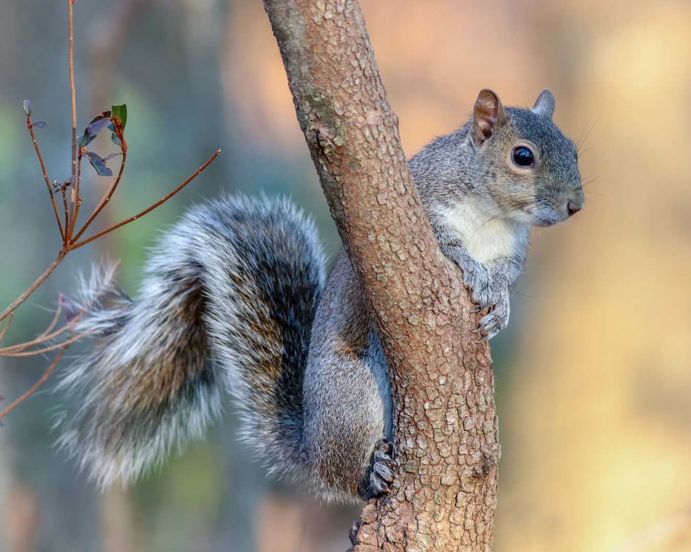Closeup of a grey squirrel in a tree - squirrel removal near me