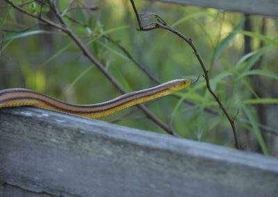 Harmony at Home: The Crucial Role of Animal Repellent Services in Balancing Home ownership and Wildlife Conservation