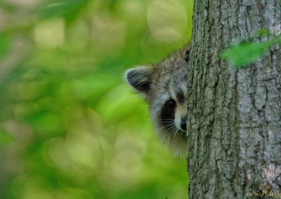 Rethinking Raccoons: Unveiling the Environmental Impact of these Urban Intruders