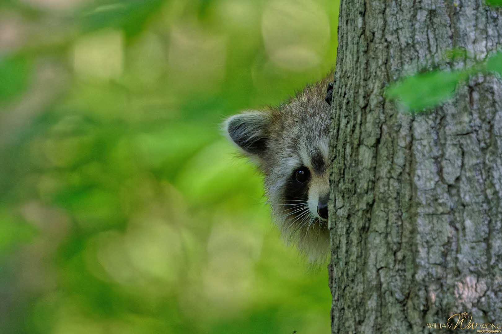 An,Adorable,Shy,Raccoon,Hiding,Behind,A,Tree,Trunk
