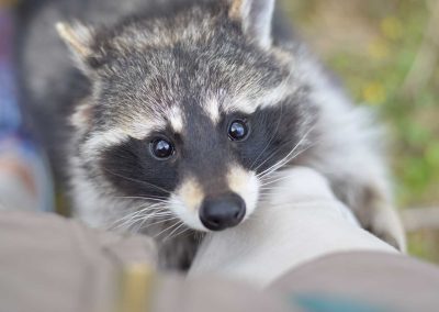 Safe and Secure: A Comprehensive Guide to Keeping Raccoons Out of Your Yard While Ensuring Their Well-being