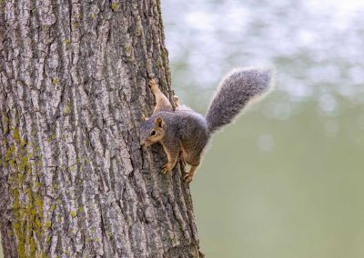 Unmasking the Myth: Do Squirrels Hibernate in the Winter?