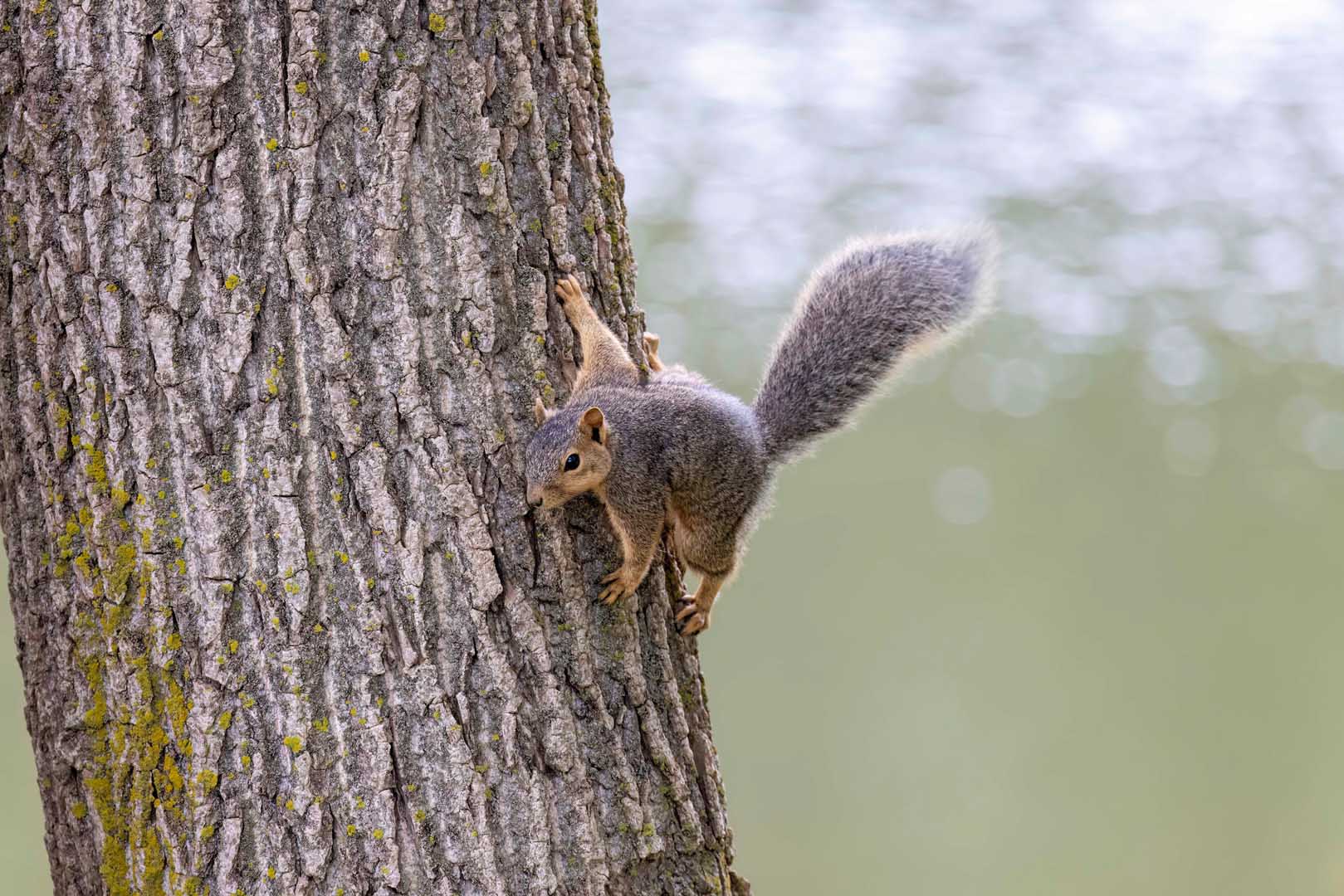 The,Fox,Squirrel,(sciurus,Ni..r),,Also,Known,As,The,Eastern