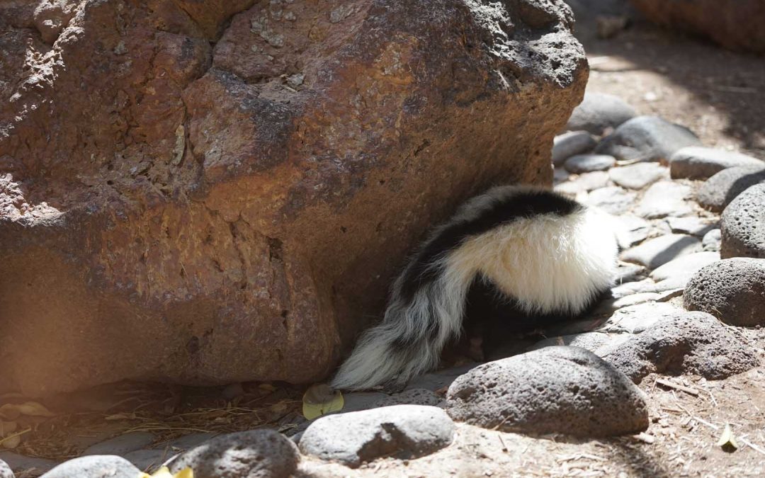 Safeguard Your Sanctuary: Effective Ways to Deter Skunks from Your Property